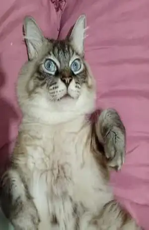 Colorindo e Aprendendo: Animais - Lane Blansher Lane Colorindo e Aprendendo: Animais - Lane Blansher Lane