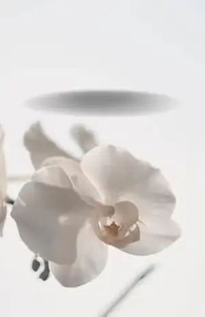 Capa do livro Guia completo Orquídeas: Tudo sobre Orquídeas - Wesley Mendes
