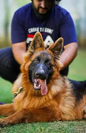 O cão dos seus sonhos: Técnica simples para um adestramento eficaz – LF Pellizzari O cão dos seus sonhos: Técnica simples para um adestramento eficaz – LF Pellizzari