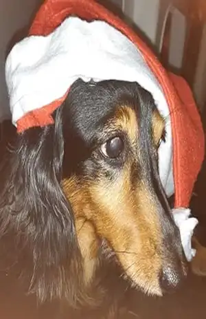 O cãozinho Slater e seu amiguinho gato Figo – Valdir Castilho