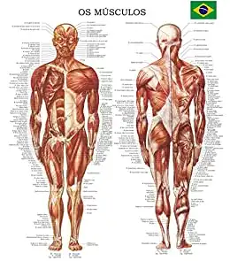 Baixar Poster os músculos – (Em Portuguese) Quick Reference Chart pdf, epub, mobi, eBook
