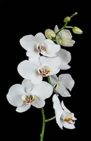 Tenha orquídeas: Orquídeas perfeitas - Campos das orquídeas Dantos Tenha orquídeas: Orquídeas perfeitas - Campos das orquídeas Dantos