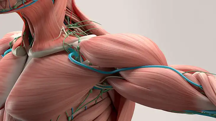 Anatomia Humana PDF
