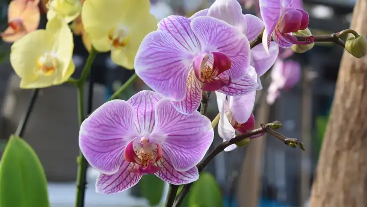 7 Apostilas de Cultivo de Orquídeas para Download em PDF