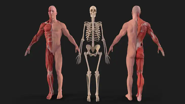 32 Desenhos de Anatomia Humana para Imprimir e Colorir