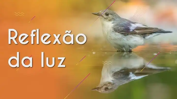 Reflexão da Luz: 98 Exercícios Resolvidos para Baixar em PDF