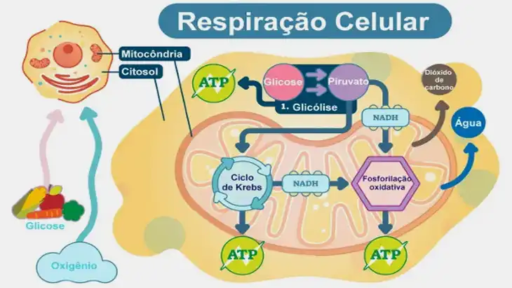 Respiração Celular